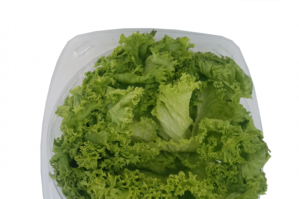 lechuga crespa pet1