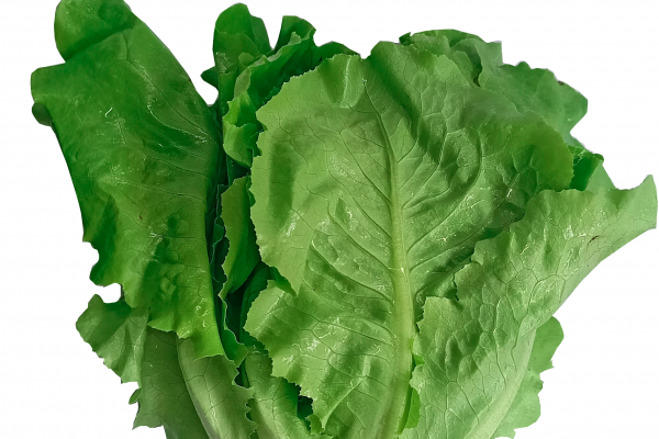 lechuga lisa vede