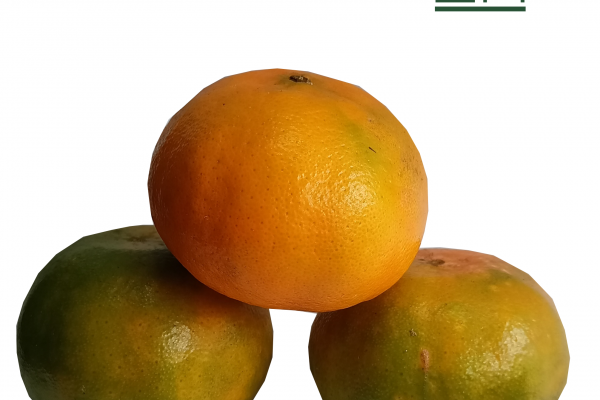 mandarina comun