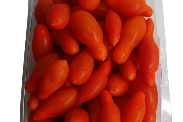 tomate pimpinel
