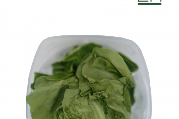 lechuga lisa pet1
